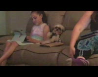 Small dog sits upright couch family meeting 