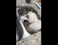 Cat tries to catch water from faucet