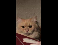 Cat staring at hooman wants 2nd dinner 