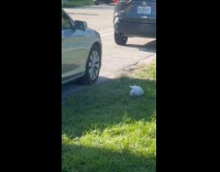 Collab VIBES - Man throws garbage on side of road 