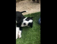 Puppy dog chews bites sandal guy laughs