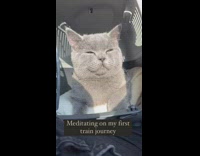 Cat enjoys its first train ride on crate