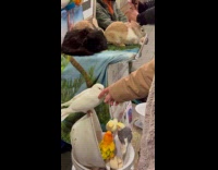 Man with different animals at subway station