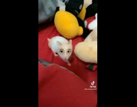 Collab BitchMP - White hamster standing on red blanket with disney anime filter on 
