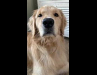 Golden retriever dog shows its model face 