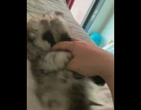 Fluffy grey kitten gets scratches then hisses 