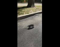 Possum walking mistakened for armadillo raccoon 