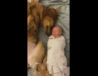 Compilation dog meets and bonds with baby