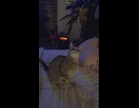 Cat loves to play every night before bedtime 