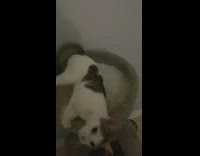 Cat rolls around in bed on cat tower 
