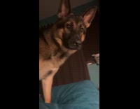 Dog barks when light is turned off