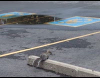 Squirrel crawling through parking lot 