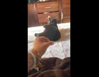 Cat threatened by fingers 