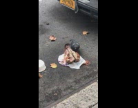 Pigeon eats pig head 
