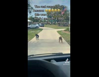 ClipsIG - Two Big Territorial Guard Dogs Stares at Deliveryman