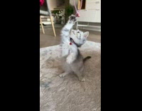 Grey kitten tries to grab pink necklace