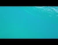 Woman swim underwater film pod of dolphins