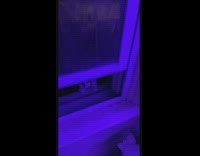 Disobedient cat jumps out of window girl has to get it 