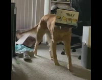 Golden retriever dog carries truly box mouth 
