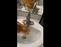Water fall on head of cat on sink