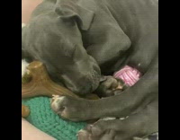 Black dog sleep and snore in tune