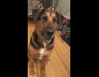 Collab BitchMP - Dog struggles to speak loudly 