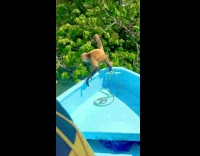 Monkey jumps onto boat and woman screams