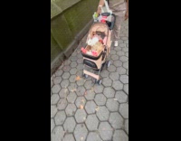 Collab WINY - Pet rabbits on pink pet stroller 