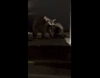 Submitter feeds raccoon family pizza at night