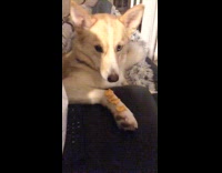 Brown dog waits to eat goldfish crackers 