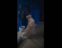 Dog catches ball but it bounces away