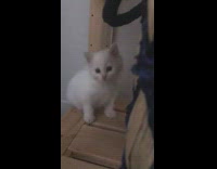 White kitten sits on wooden furniture 