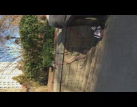 Two grey birds on leashes at park 