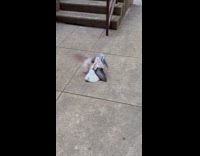 Submitter shows two pigeon fight on alley
