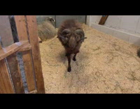 Sheep approaches filmer and stares with a funny face