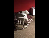 Dog rolls on its back and plays with other white dog