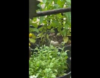 Mother bird watches over eggs in plant