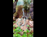 Pet green snake looks at its reflection on the glass Part 2