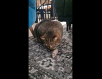 Cat plays with mouse toy on floor