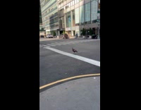 Wild turkey casually strolling in middle road