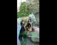 Girl says hi to green iguana zoo 