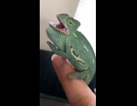 Green chameleon on finger hisses mouth open