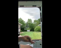 Mail woman dog picks up letter