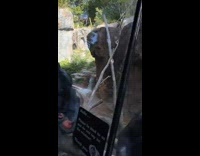 Monkeys on the glass cage fist bumps filmer