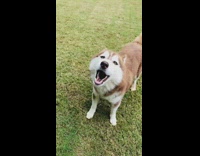 Brown husky dog talks whines barks grass