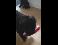 Black Puppy Dog Carries Red Toy In Mouth