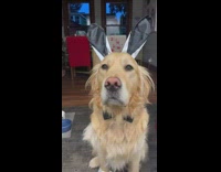 Golden retriever dog wears playboy bunny costume 