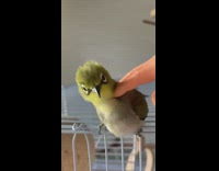 Fake toy hand pets green yellow bird 