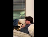 Man and dog taunting to bite each other