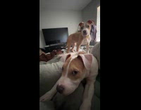 Woman used dog audio on puppies 